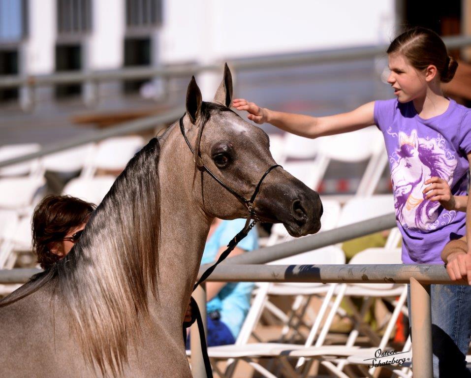 Scottsdale Arabian Horse Show News for Sunday, February 15, 2015