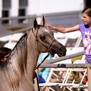 Scottsdale Arabian Horse Show News for Sunday, February 15, 2015