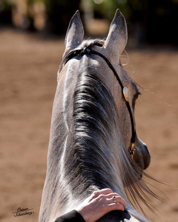 Scottsdale Arabian Horse Show News for Sunday, February 15, 2015