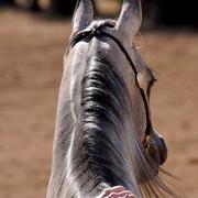 Scottsdale Arabian Horse Show News for Sunday, February 15, 2015