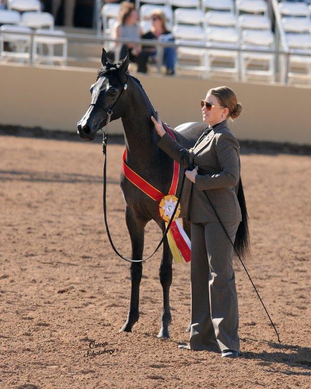 Scottsdale Arabian Horse Show News for Sunday, February 15, 2015