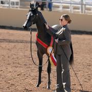 Scottsdale Arabian Horse Show News for Sunday, February 15, 2015