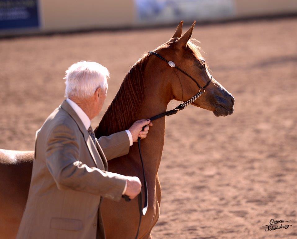 Scottsdale Arabian Horse Show News for Sunday, February 15, 2015