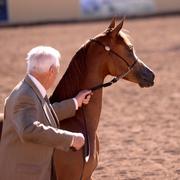 Scottsdale Arabian Horse Show News for Sunday, February 15, 2015