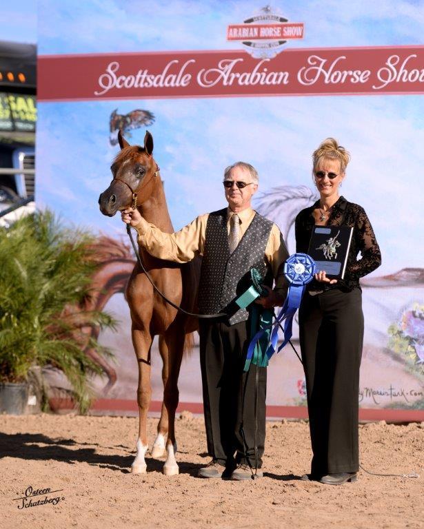 Scottsdale Arabian Horse Show News for Sunday, February 15, 2015