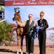 Scottsdale Arabian Horse Show News for Sunday, February 15, 2015