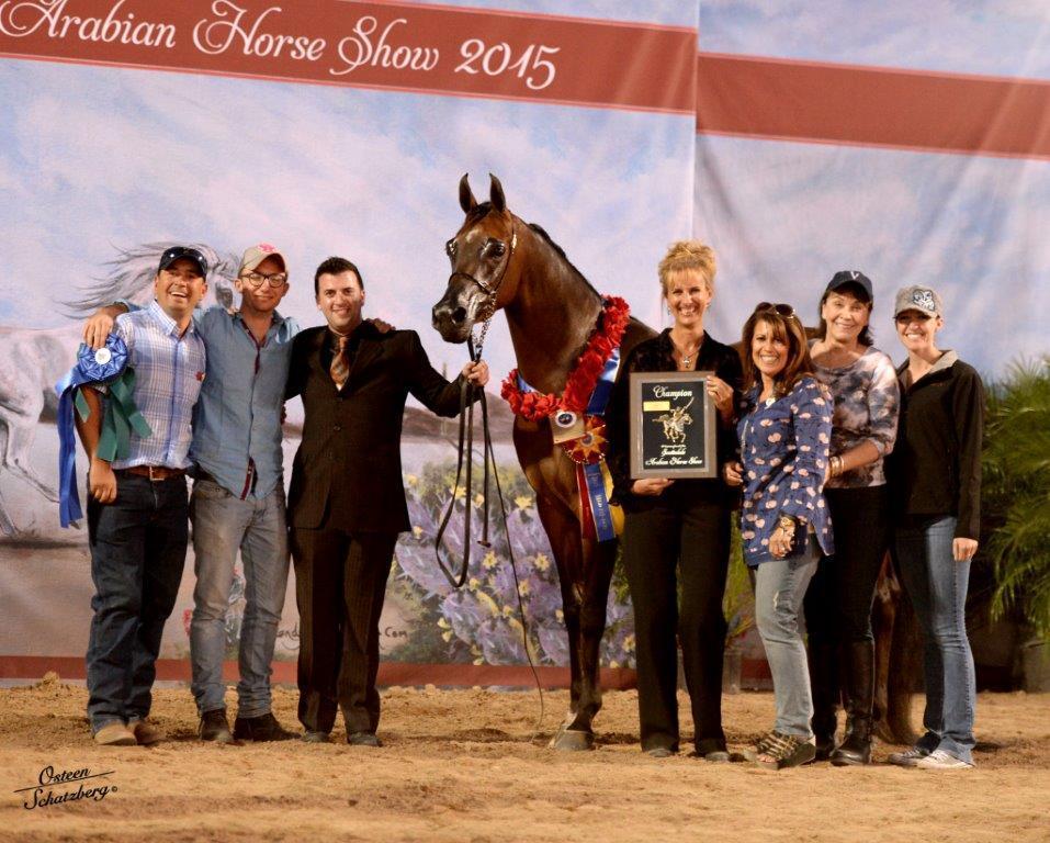 Scottsdale Arabian Horse Show News for Sunday, February 15, 2015