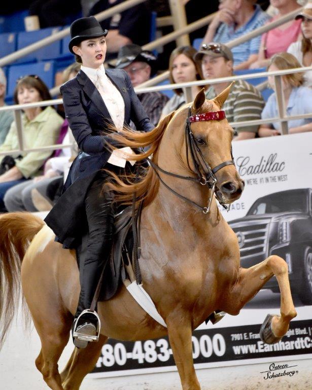 Scottsdale Arabian Horse Show News for Monday, February 16, 2015