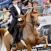 Scottsdale Arabian Horse Show News for Monday, February 16, 2015