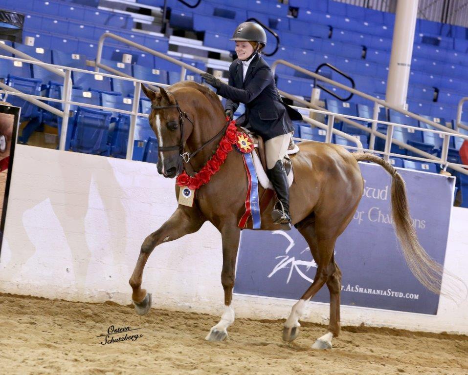 Scottsdale Arabian Horse Show News for Monday, February 16, 2015