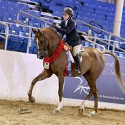 Scottsdale Arabian Horse Show News for Monday, February 16, 2015