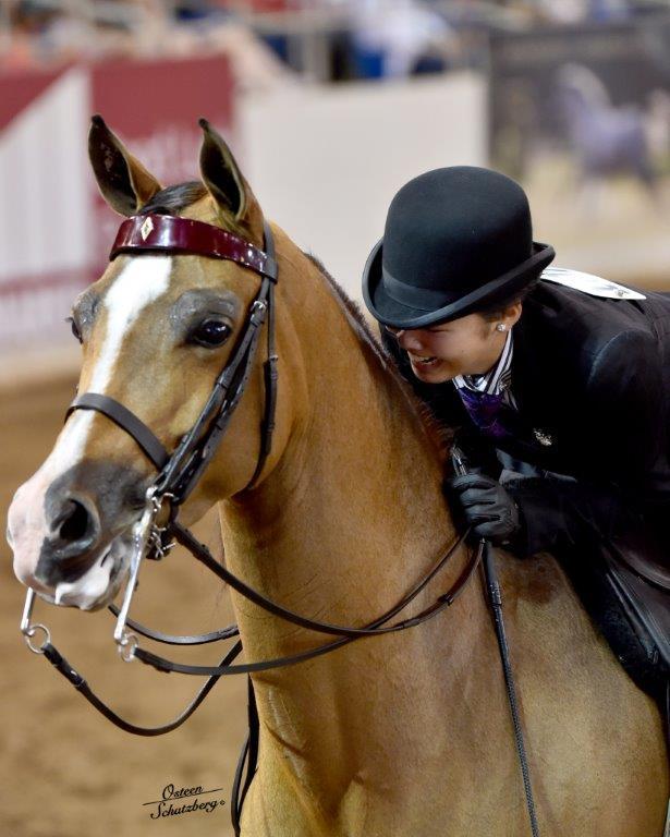 Scottsdale Arabian Horse Show News for Monday, February 16, 2015