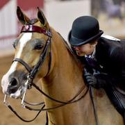 Scottsdale Arabian Horse Show News for Monday, February 16, 2015