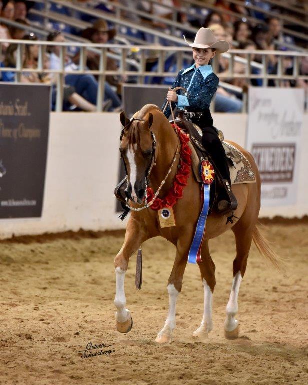 Scottsdale Arabian Horse Show News for Monday, February 16, 2015