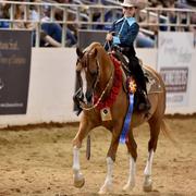 Scottsdale Arabian Horse Show News for Monday, February 16, 2015
