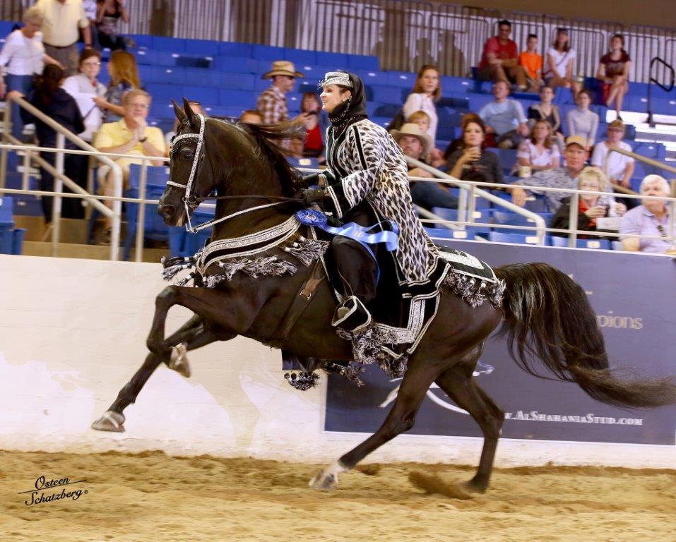 Scottsdale Arabian Horse Show News for Monday, February 16, 2015