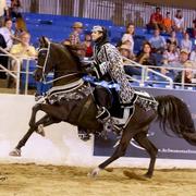 Scottsdale Arabian Horse Show News for Monday, February 16, 2015