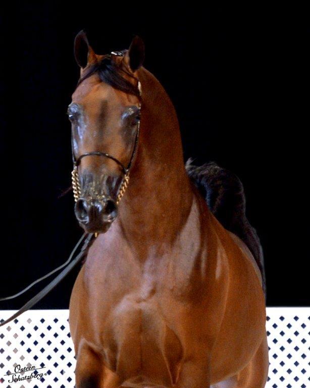 Scottsdale Arabian Horse Show News for Monday, February 16, 2015