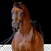 Scottsdale Arabian Horse Show News for Monday, February 16, 2015