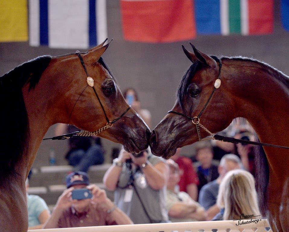 Scottsdale Arabian Horse Show News for Monday, February 16, 2015