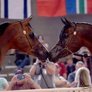 Scottsdale Arabian Horse Show News for Monday, February 16, 2015