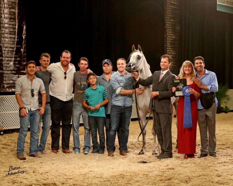 Scottsdale Arabian Horse Show News for Monday, February 16, 2015