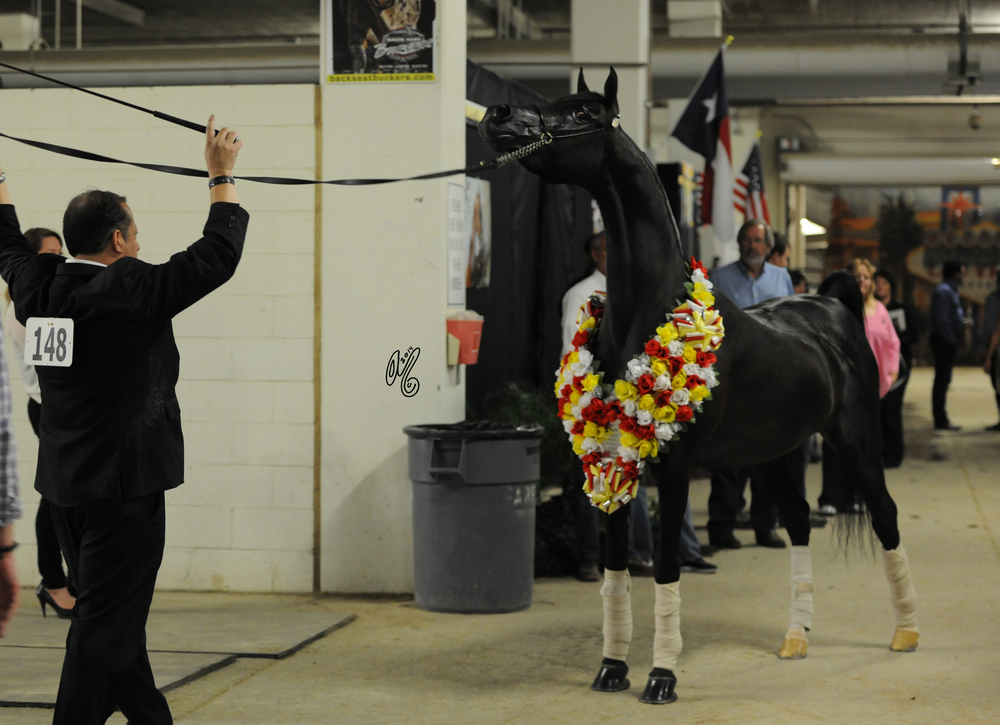 Rodolfo Guzzo presenting RH Triana in her Championship Garlands