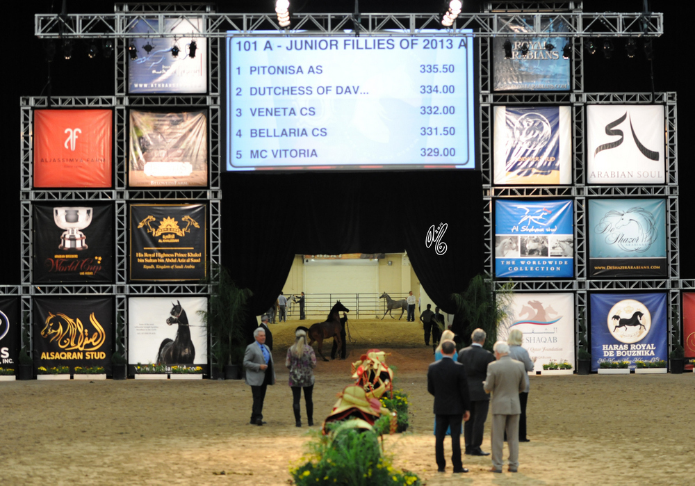 2015 Arabian Breeders World Cup - Preview