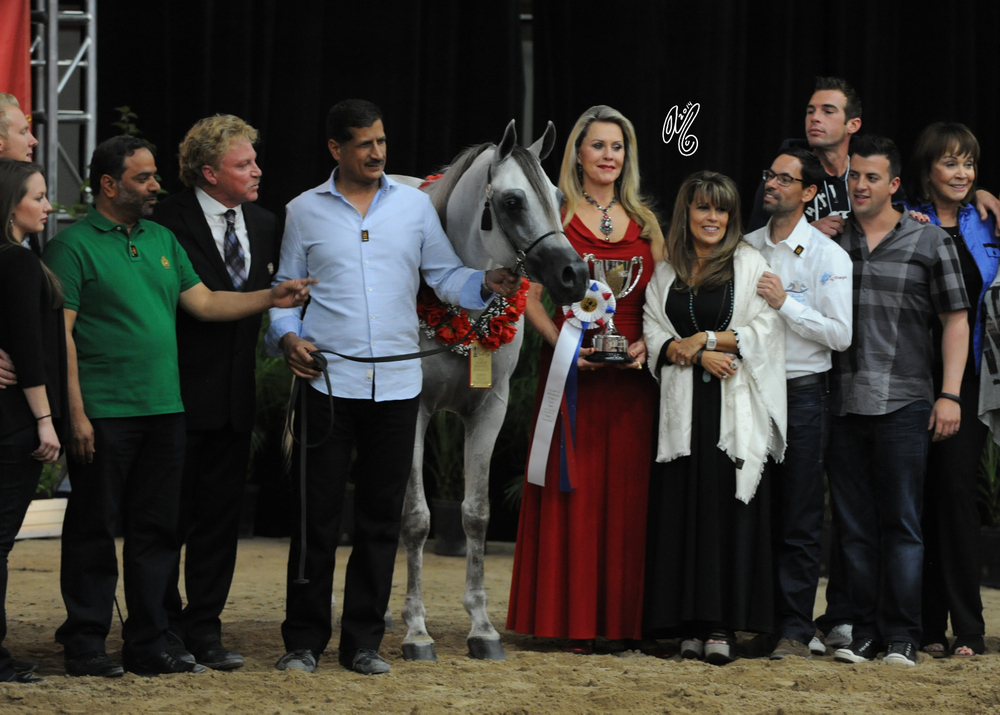 2015 Arabian Breeders World Cup - Preview