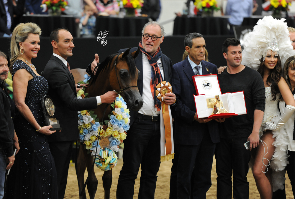 2015 Arabian Breeders World Cup - Preview