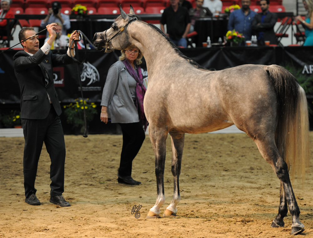 2015 Arabian Breeders World Cup - Preview