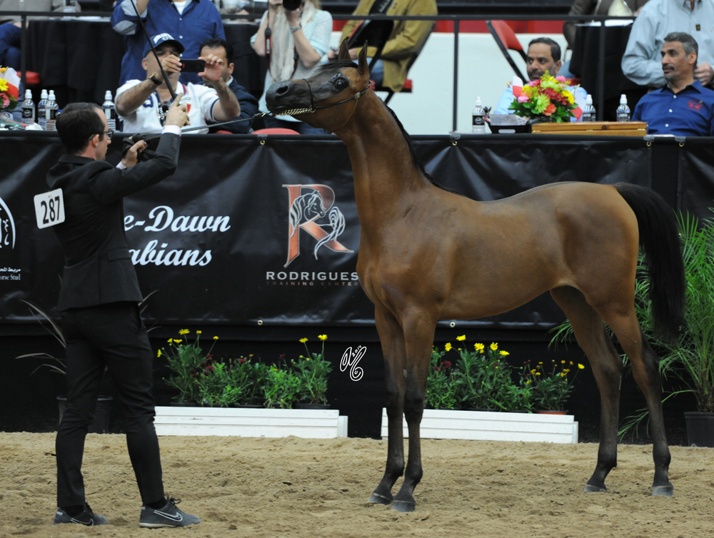 2015 Arabian Breeders World Cup - Preview