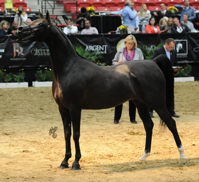 2015 Arabian Breeders World Cup - Preview