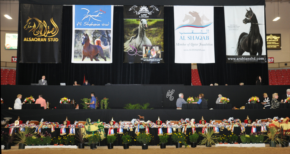 2015 Arabian Breeders World Cup - Preview