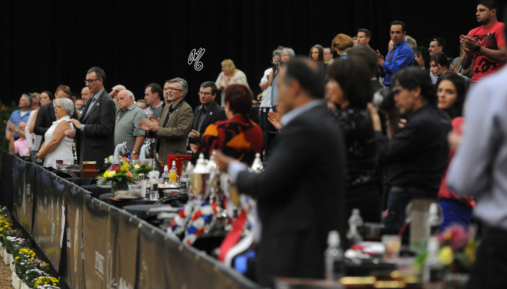 2015 Arabian Breeders World Cup - Preview