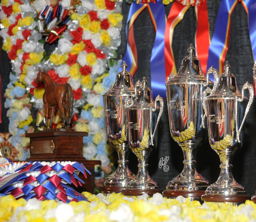 2015 Arabian Breeders World Cup - Preview