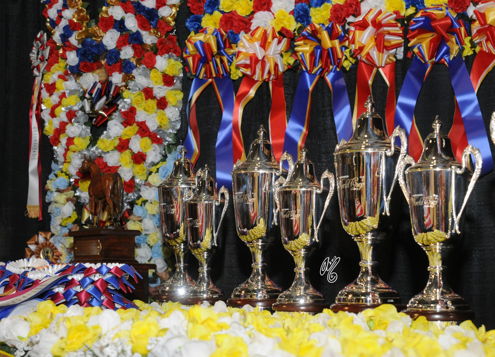 2015 Arabian Breeders World Cup - Preview