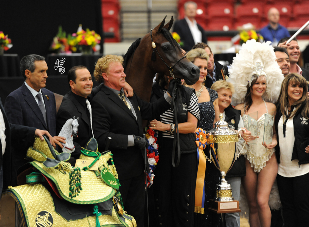 2015 Arabian Breeders World Cup - Preview