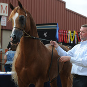 Andy Sellman, of Argent Farms, presenting Justify