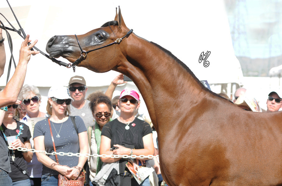 The Rohara Barn Party