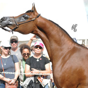The Rohara Barn Party