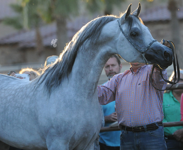Lawrence El Gazal being presented at Michael Byatt's