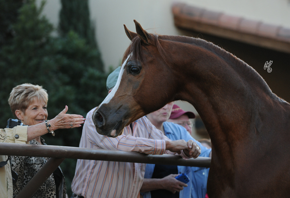 Enzo being presented at Michael Byatt's
