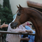 Enzo being presented at Michael Byatt's