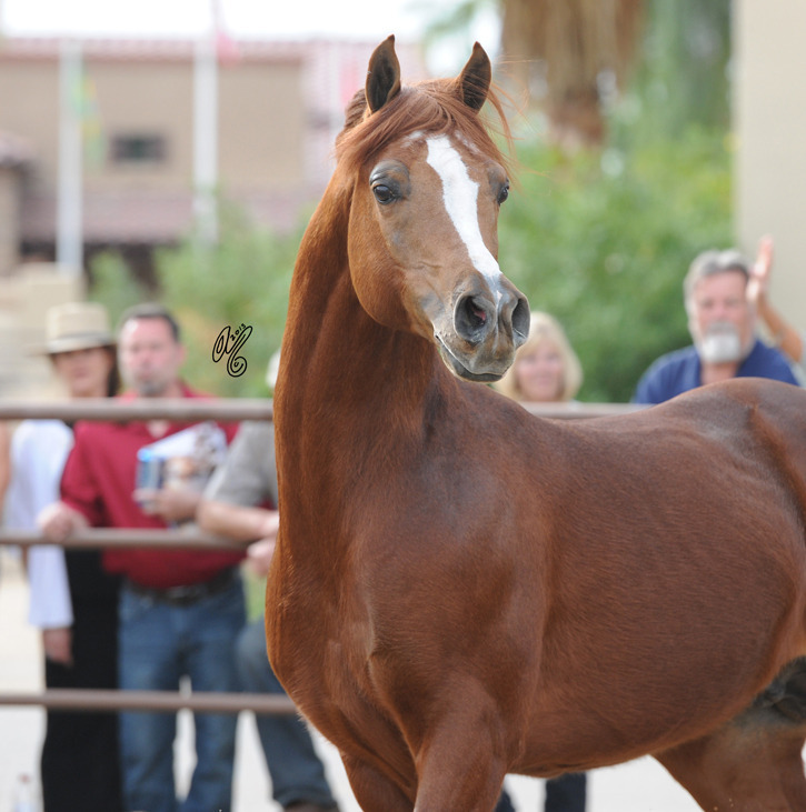 Enzo being presented at Michael Byatt's