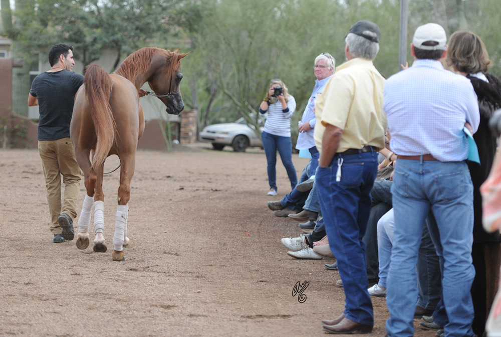 Gil Valdez presenting at Arabians International