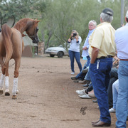Gil Valdez presenting at Arabians International