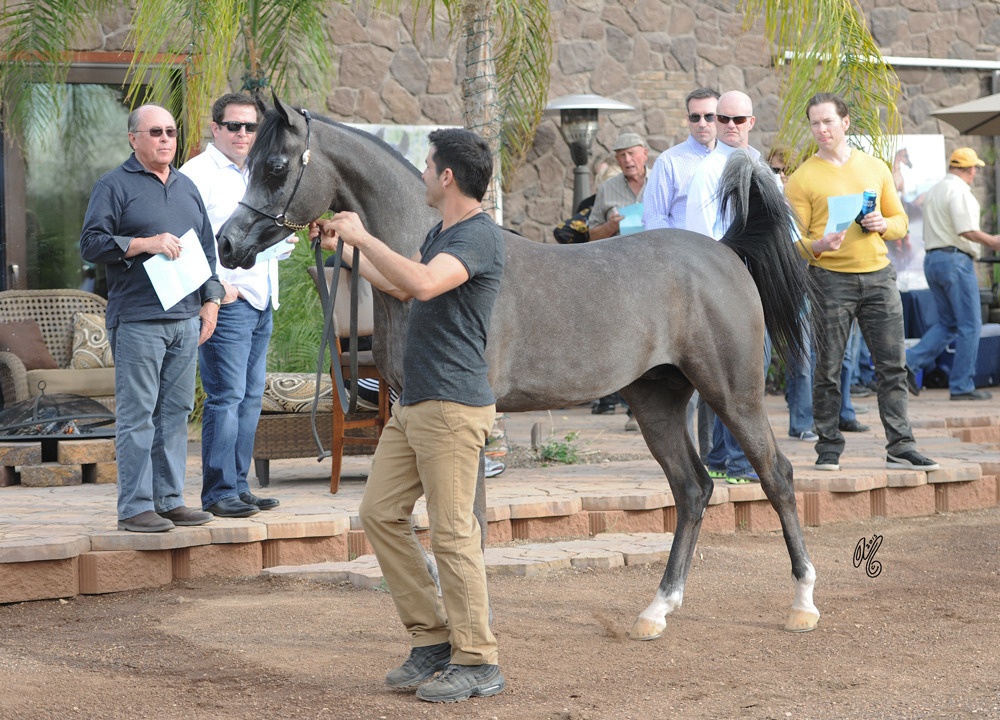 Gil Valdez presenting at Arabians International