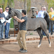 Gil Valdez presenting at Arabians International