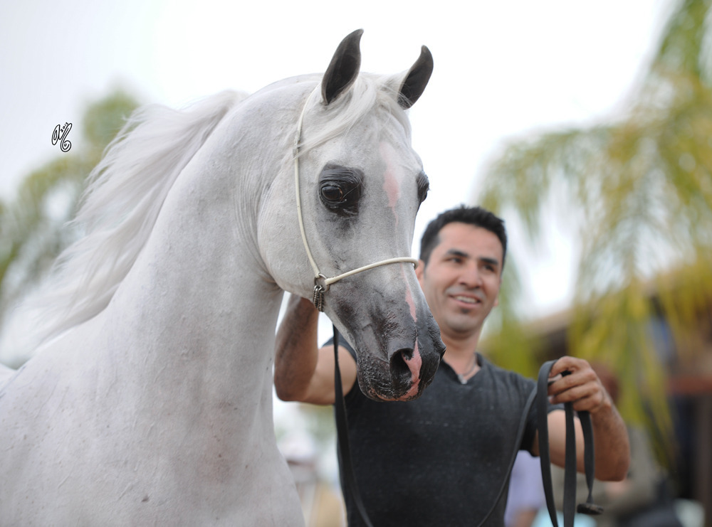 Gil Valdez presenting El Nabila B  at Arabians International